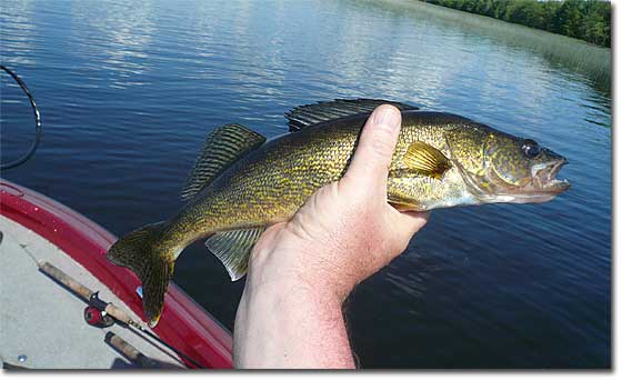 Walleye