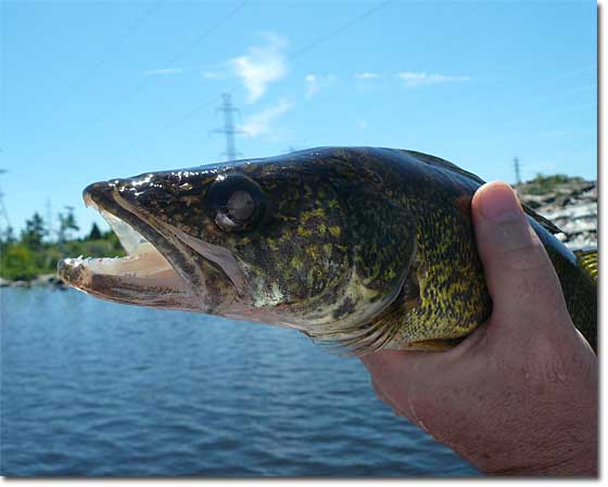 chats falls walleye